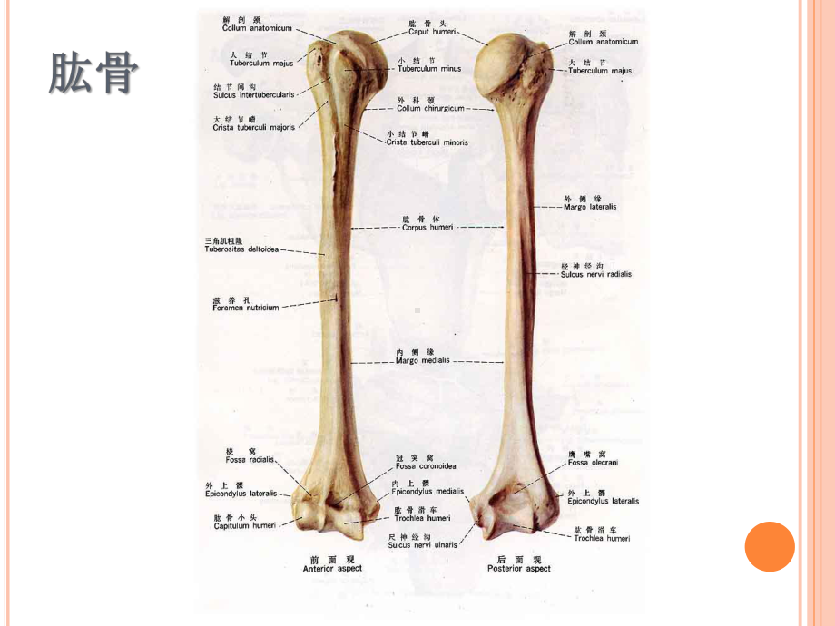 最新医学资料-肱骨近端骨折治疗与康复课件.ppt_第2页