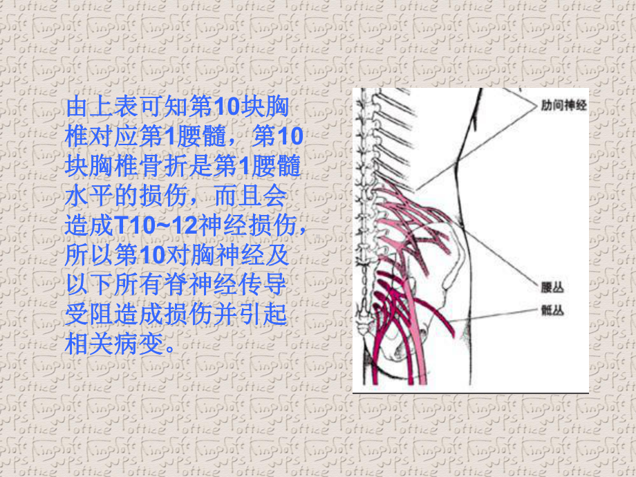 椎骨骨折后患者残存功能.ppt课件.ppt_第3页