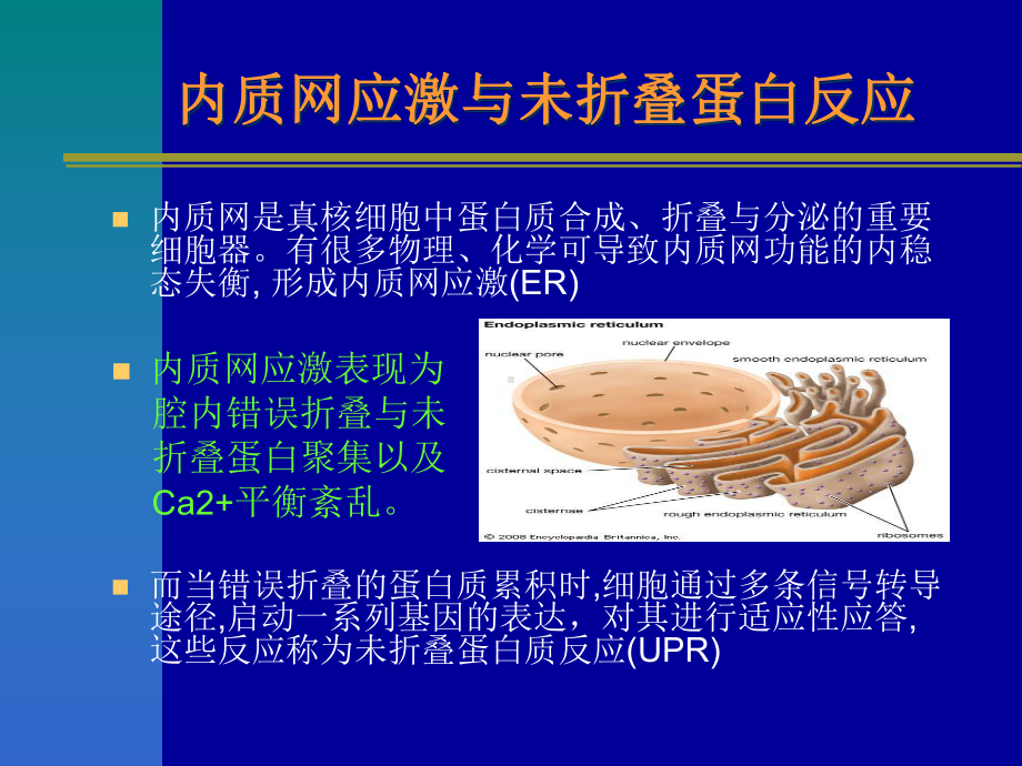 针对未折叠蛋白反应白想治疗多发性骨髓瘤课件.ppt_第2页