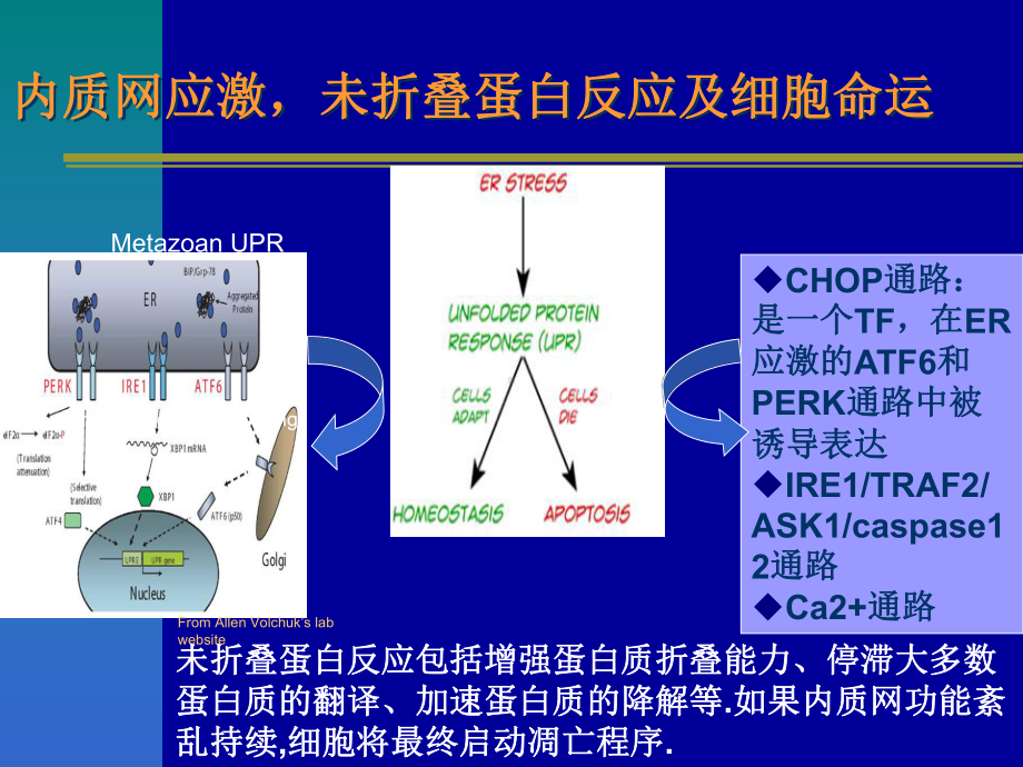 针对未折叠蛋白反应白想治疗多发性骨髓瘤课件.ppt_第3页