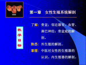 骨盆底的解剖熟悉-安徽中医药高等专科学校课件.ppt