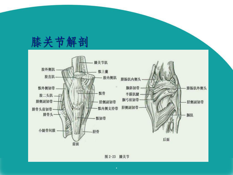 膝关节骨性关节炎完整版本课件.ppt_第3页