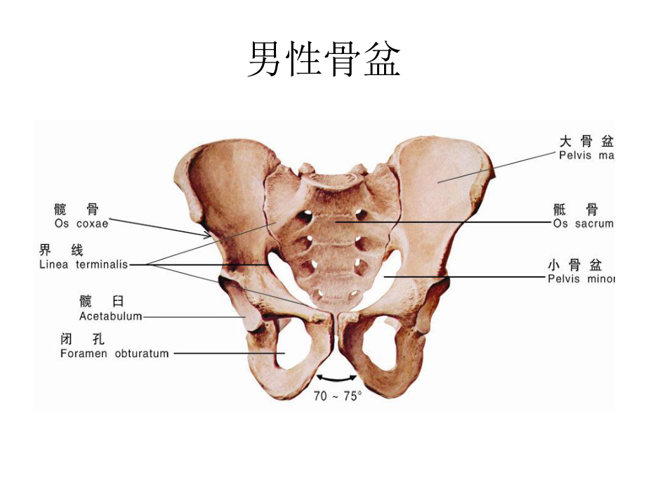 骨盆骨折的护理查房课件1.ppt_第3页