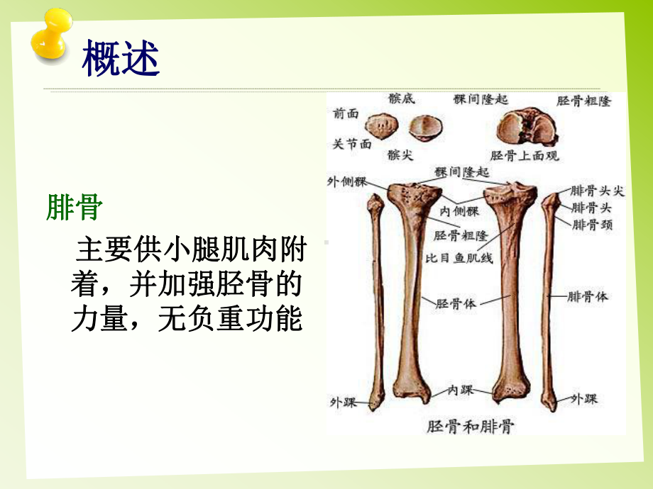 胫腓骨骨折的护理课件.ppt_第3页