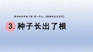 小学科学教科版四年级下册第一单元第3课《种子长出了根》课件20（2022新版）.pptx