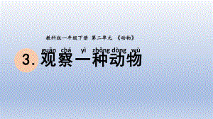 小学科学教科版一年级下册第二单元第3课《观察一种动物》课件20.pptx