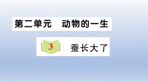 小学科学教科版三年级下册第二单元第3课《 蚕长大了》作业课件2（2020新版）.ppt