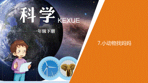 小学科学青岛版六三制一年级下册第二单元第7课《小动物找妈妈》 教学课件3.pptx.ppt