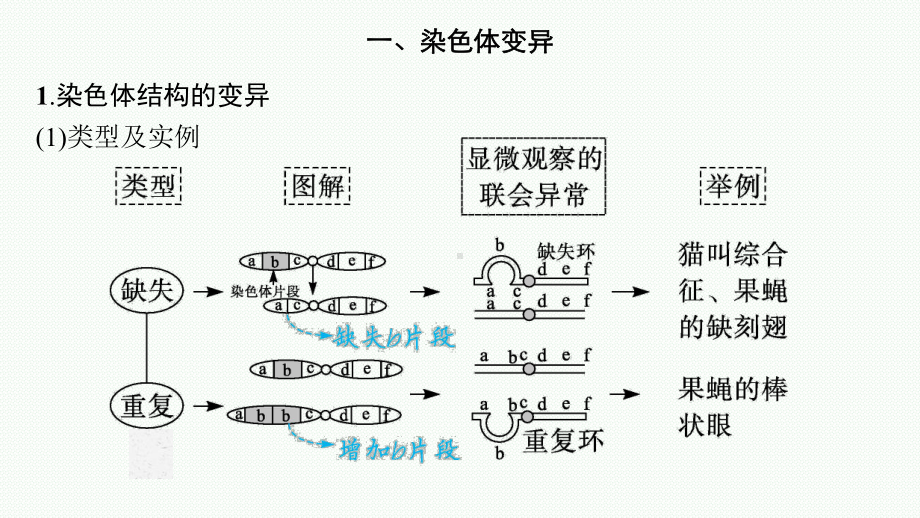 染色体变异类型图解图片