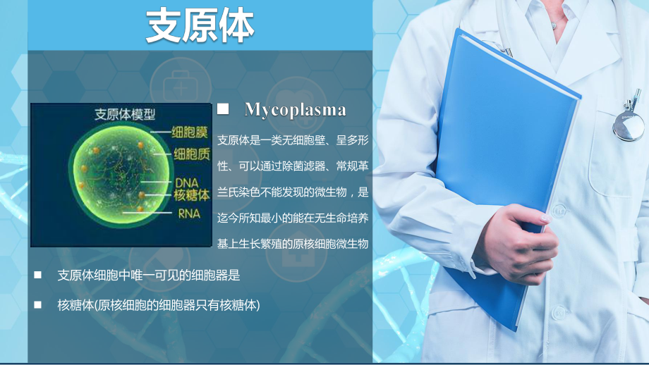 医疗支原体肺炎临床表现及治疗方案PPT动态资料课件.pptx_第2页