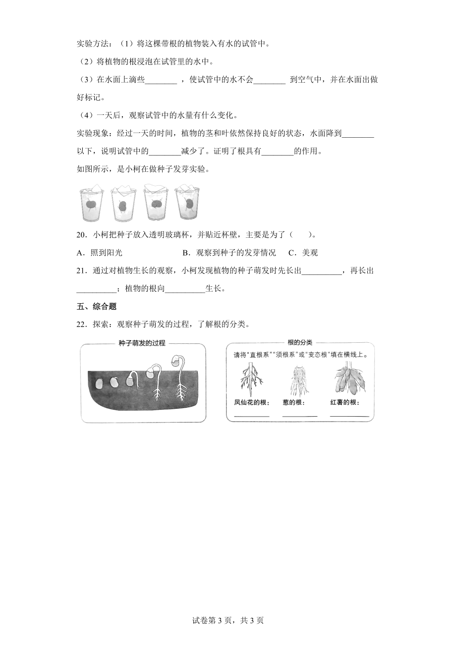 2022教科版四年级下册科学1.3种子长出了根（同步练习）（含答案）.docx_第3页