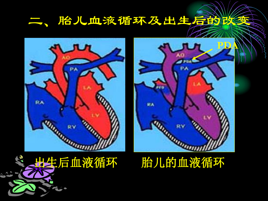 医学PPT课件小儿循环系统解剖生理特点55p.ppt_第3页