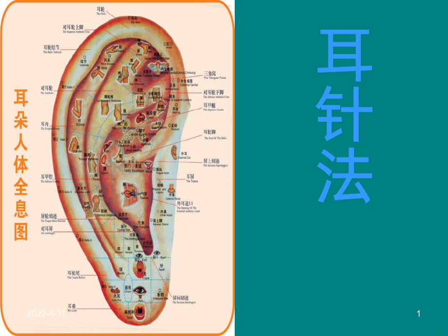 中医耳穴PPT课件.ppt_第1页