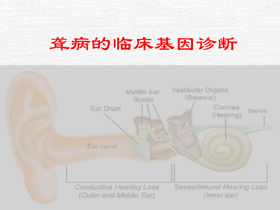 耳聋基因诊断和咨询课件.ppt_第1页