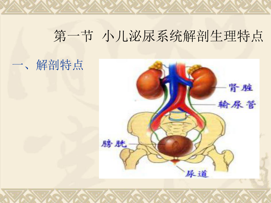 第十章-泌尿系统疾病患儿的护理-PPT课件.ppt_第2页