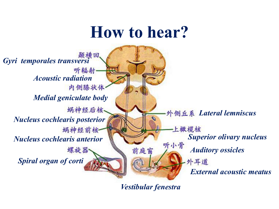 耳鼻咽喉科学英文版课件 hearing loss,prevention and management.ppt_第3页