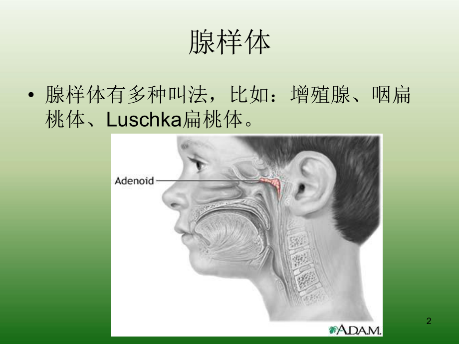 儿童腺样体肥大的X线摄片影像表现及诊断标准ppt课件.ppt_第2页