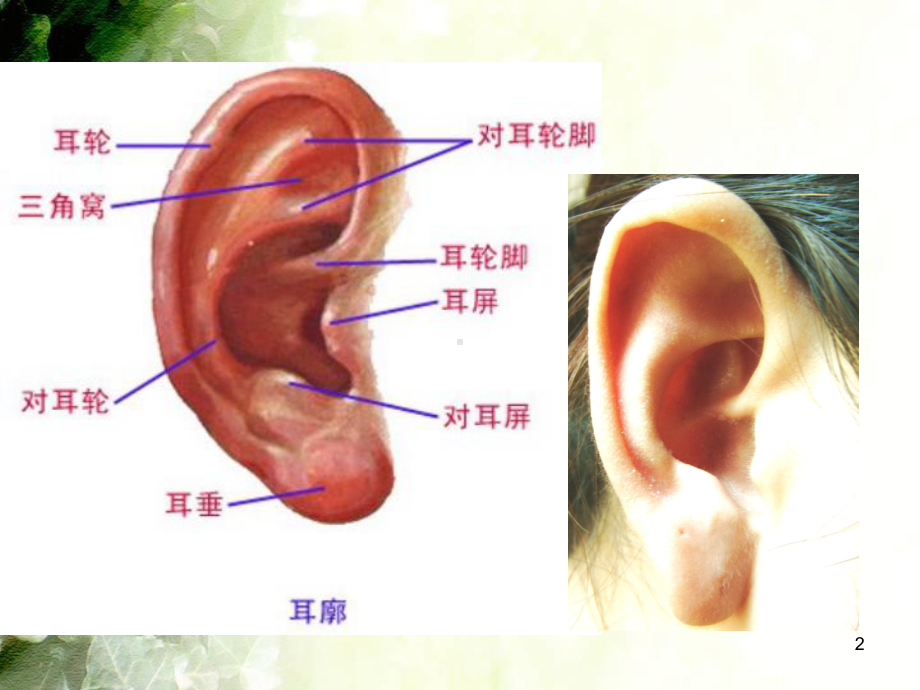 中医耳穴疗法PPT课件.ppt_第2页