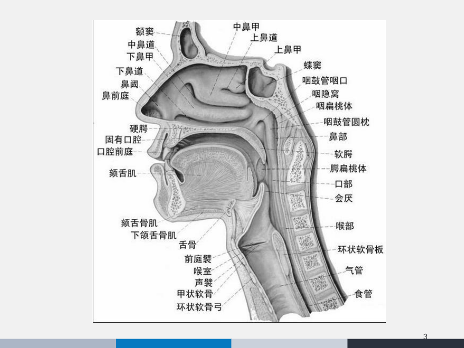 咽喉疾病PPT课件.ppt_第3页