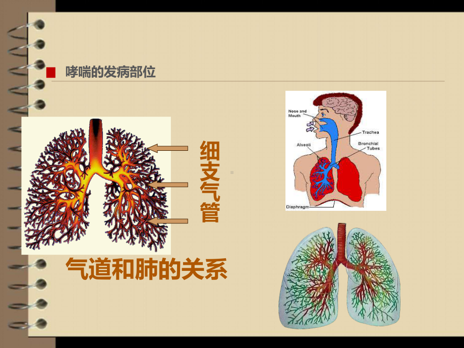 儿童哮喘防治课件.ppt_第3页