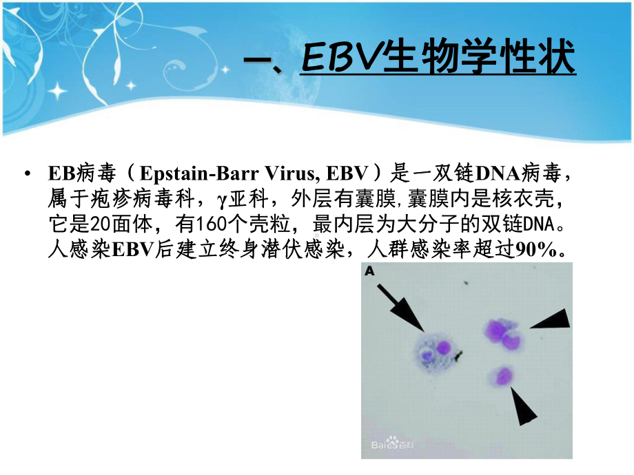 儿童EB病毒感染相关疾病课件.pptx_第2页