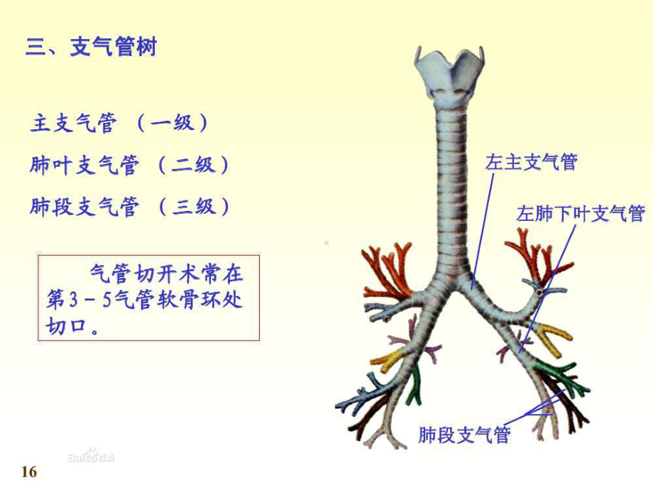 儿科个案查房：毛细支气管炎课件.ppt_第3页