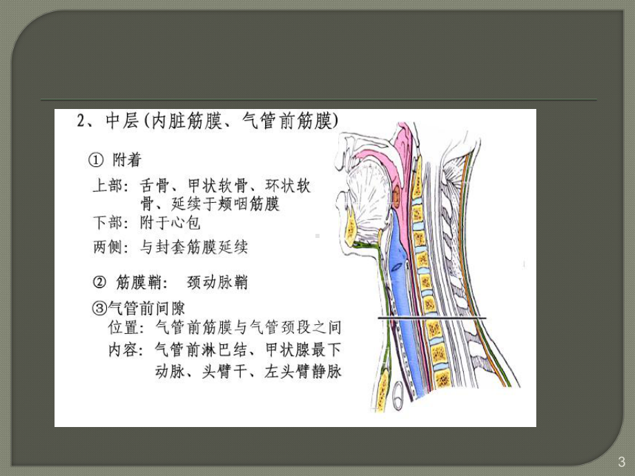 耳鼻喉颈部脓肿ppt课件.ppt_第3页