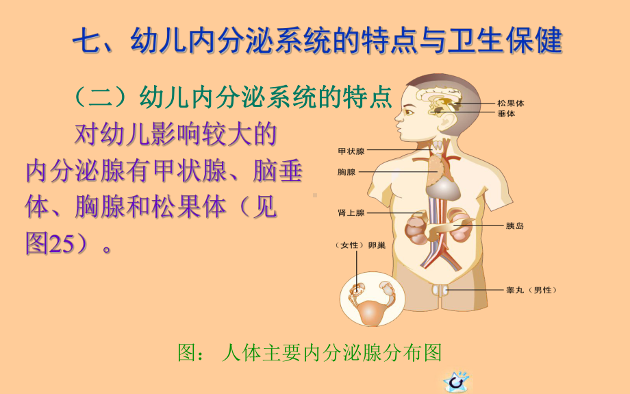 幼儿内分泌系统的特点与卫生保健PPT课件.pptx_第3页