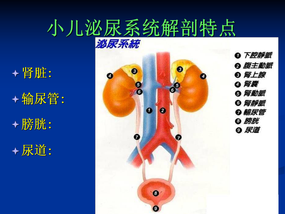 小儿泌尿系统疾病总论PPT医学课件.ppt_第3页