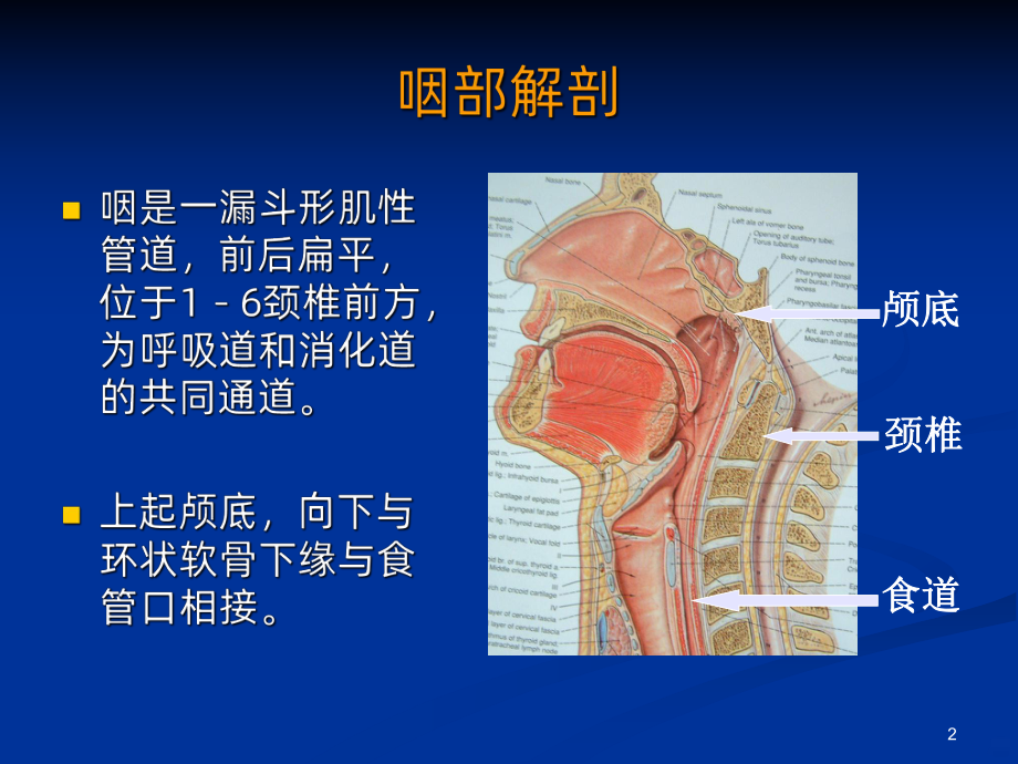 咽喉解剖和急慢性扁桃体炎PPT课件.ppt_第2页