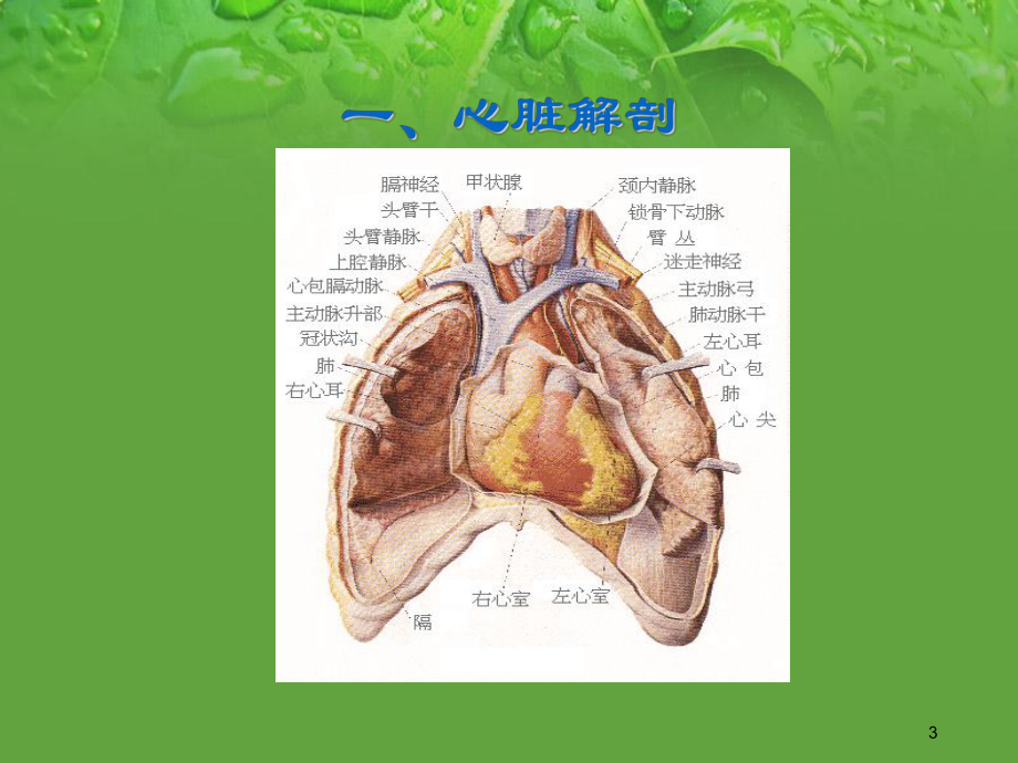 小儿先天性心脏病超声诊断精品PPT课件.pptx_第3页