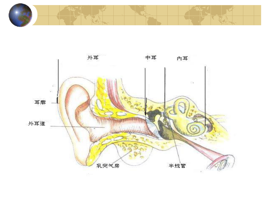 耳鼻咽喉头颈外科学耳的应用解剖学和生理学PPT课课件.ppt_第3页