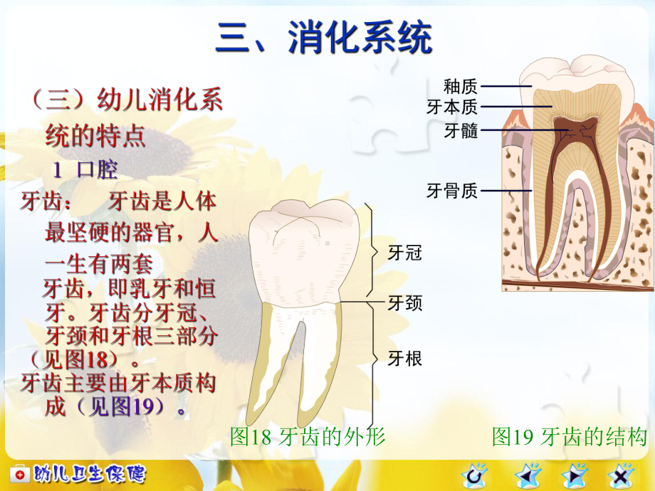 幼儿消化系统和卫生保健讲义课件.ppt_第3页