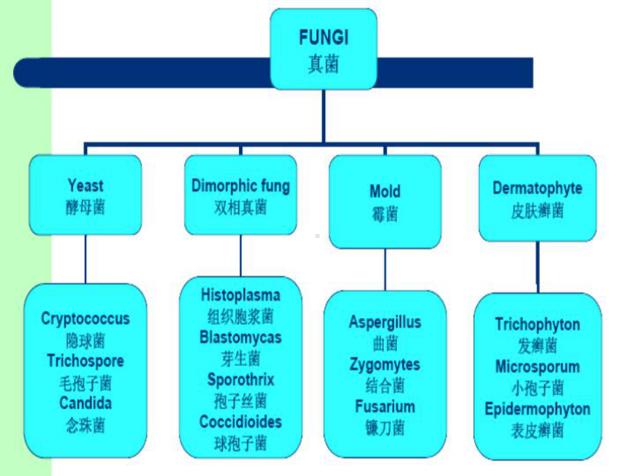 儿童侵袭性真菌病PPT课件1.ppt_第2页