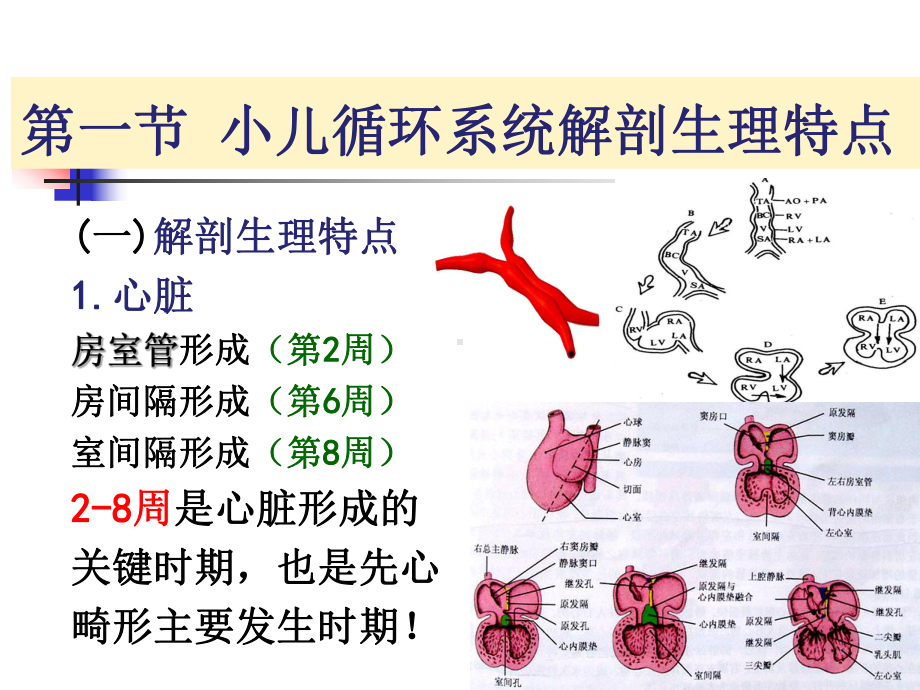 儿科循环系统疾病-ppt课件.ppt_第3页