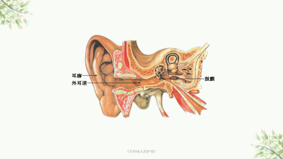 《耳科病人的护理》课件.ppt_第2页