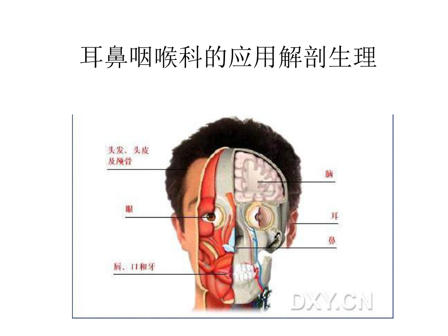 耳鼻咽喉科的应用解剖生理课件.ppt_第2页