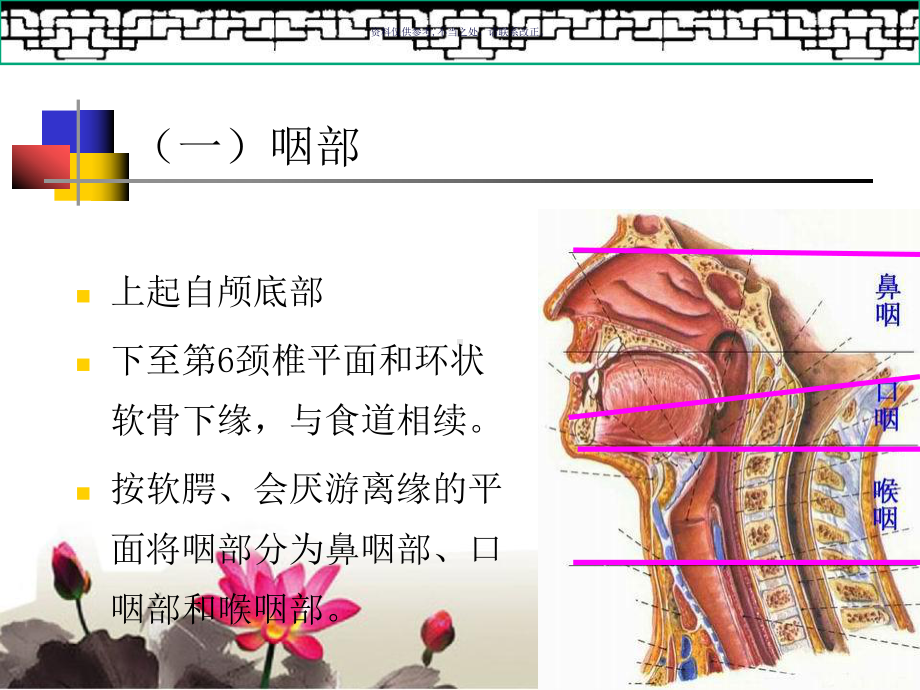 鼻咽部的CT解剖课件.ppt_第1页