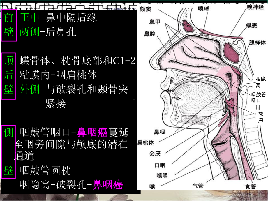 鼻咽部的CT解剖课件.ppt_第3页