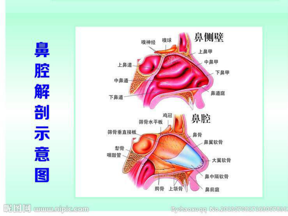 鼻内镜手术专题知识讲座PPT培训课件.ppt_第2页