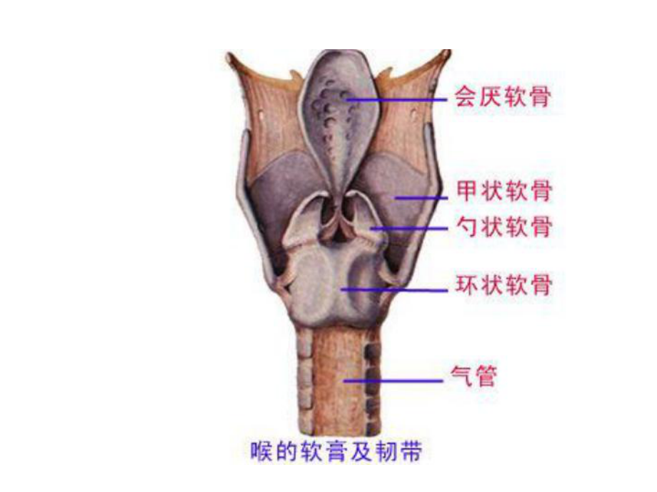 耳鼻咽喉科学中文版课件 喉部解剖和生理.ppt_第3页