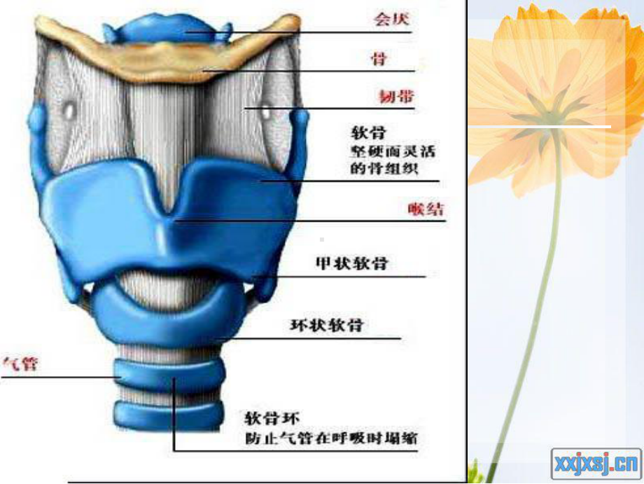 全喉切除术与半喉切除术ppt课件.ppt_第2页