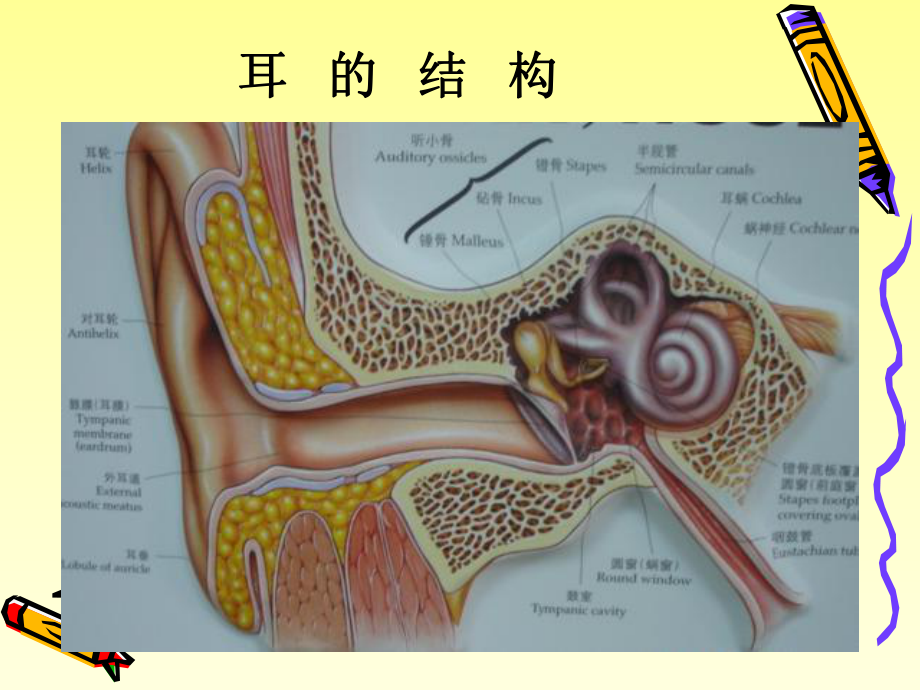 耳鼻喉解剖及耳部疾病护理课件.ppt_第3页