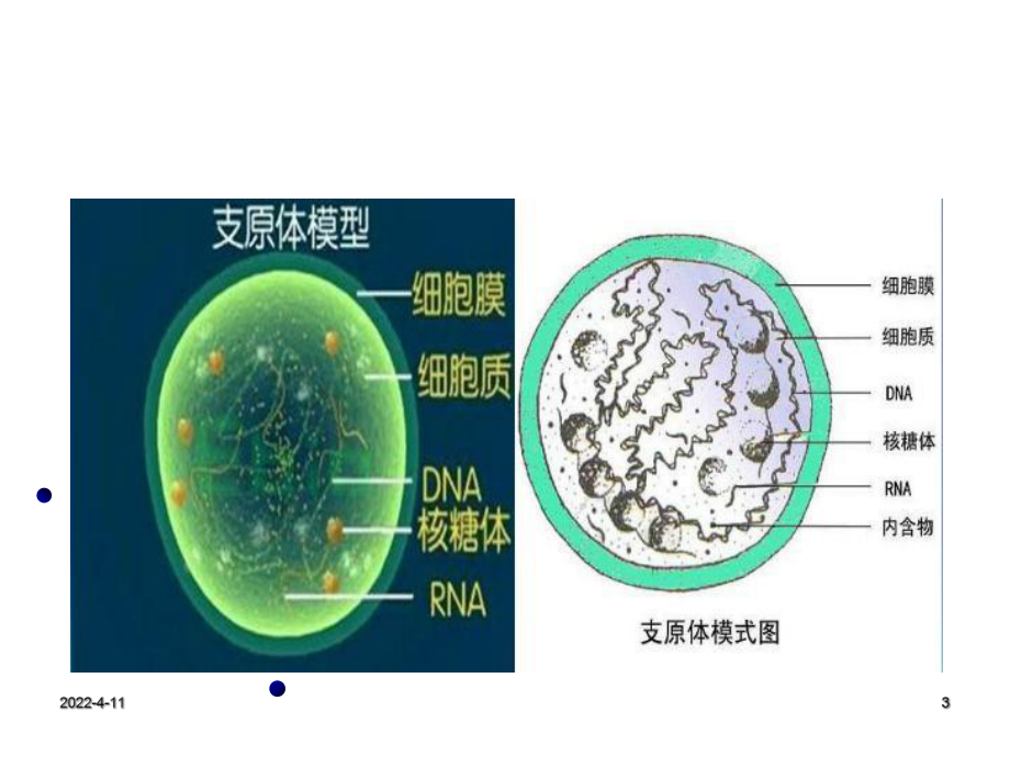 小儿支原体肺炎1课件.ppt_第3页