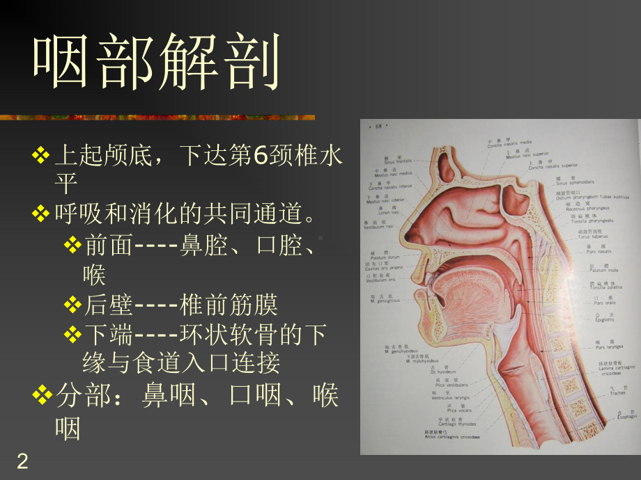 咽喉部解剖及生理PPT课件.ppt_第2页