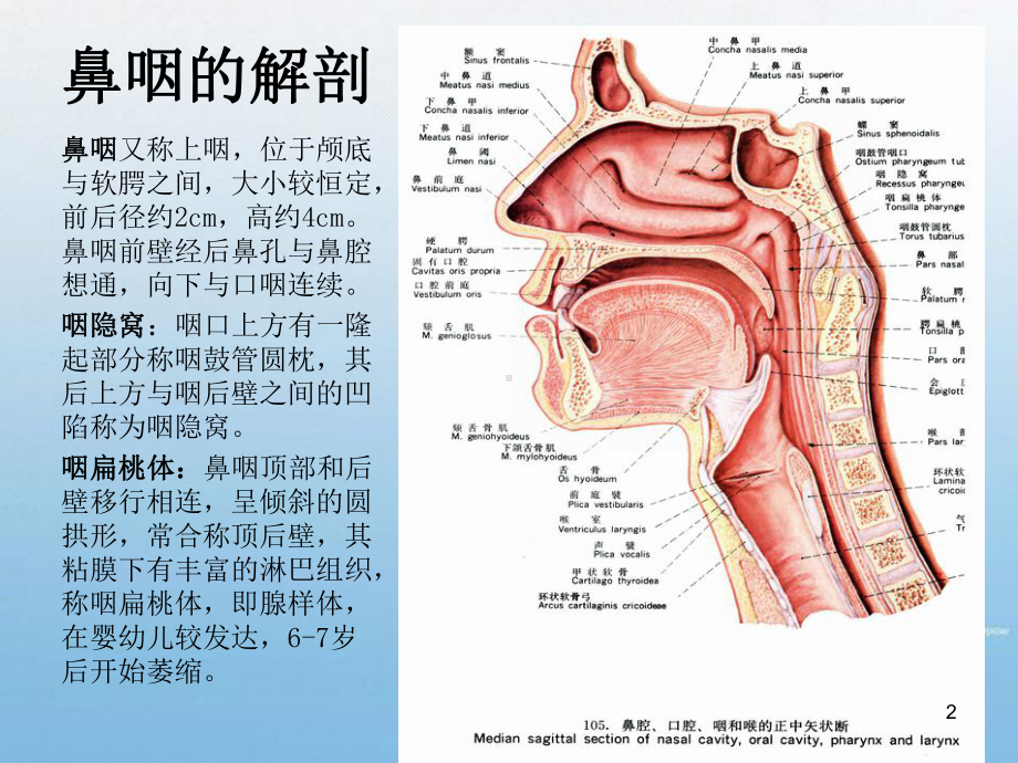 鼻咽纤维血管瘤PPT课件.ppt_第2页