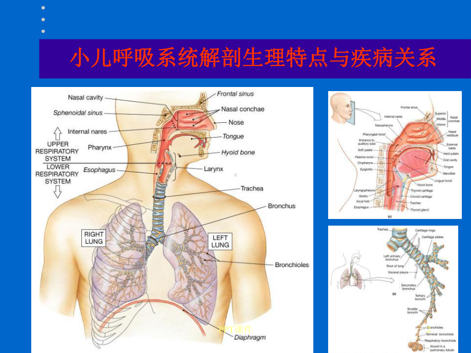 小儿咳嗽诊疗新观点-ppt课件.ppt_第2页