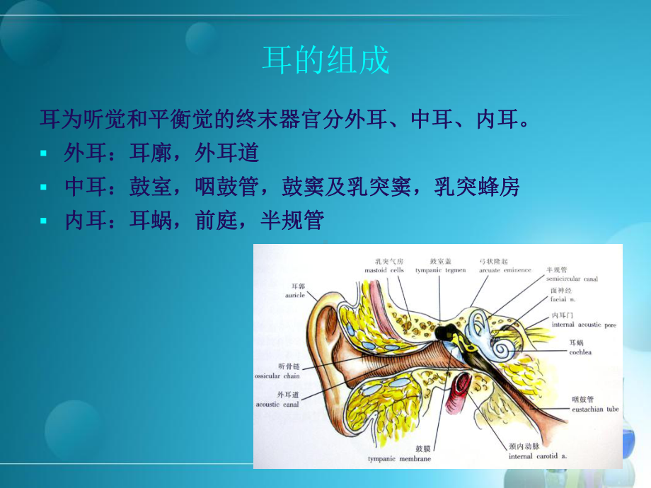 耳部解剖及常见疾病诊断PPT课件.ppt_第2页