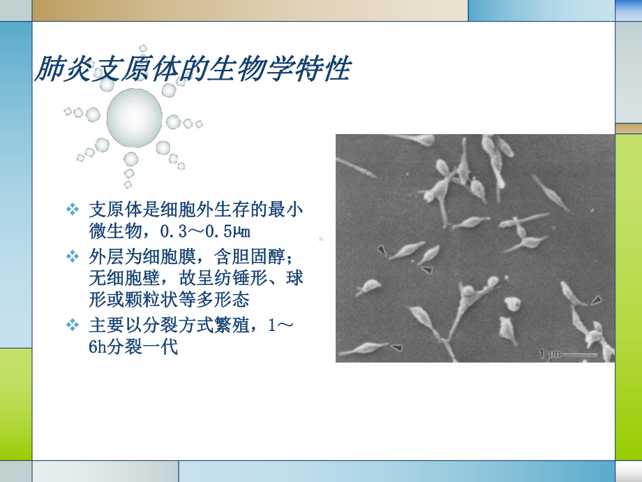 儿童难治性支原体肺炎的诊治ppt课件.ppt_第3页