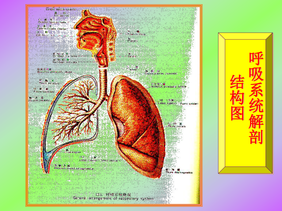 呼吸系统疾病2课件.ppt_第1页